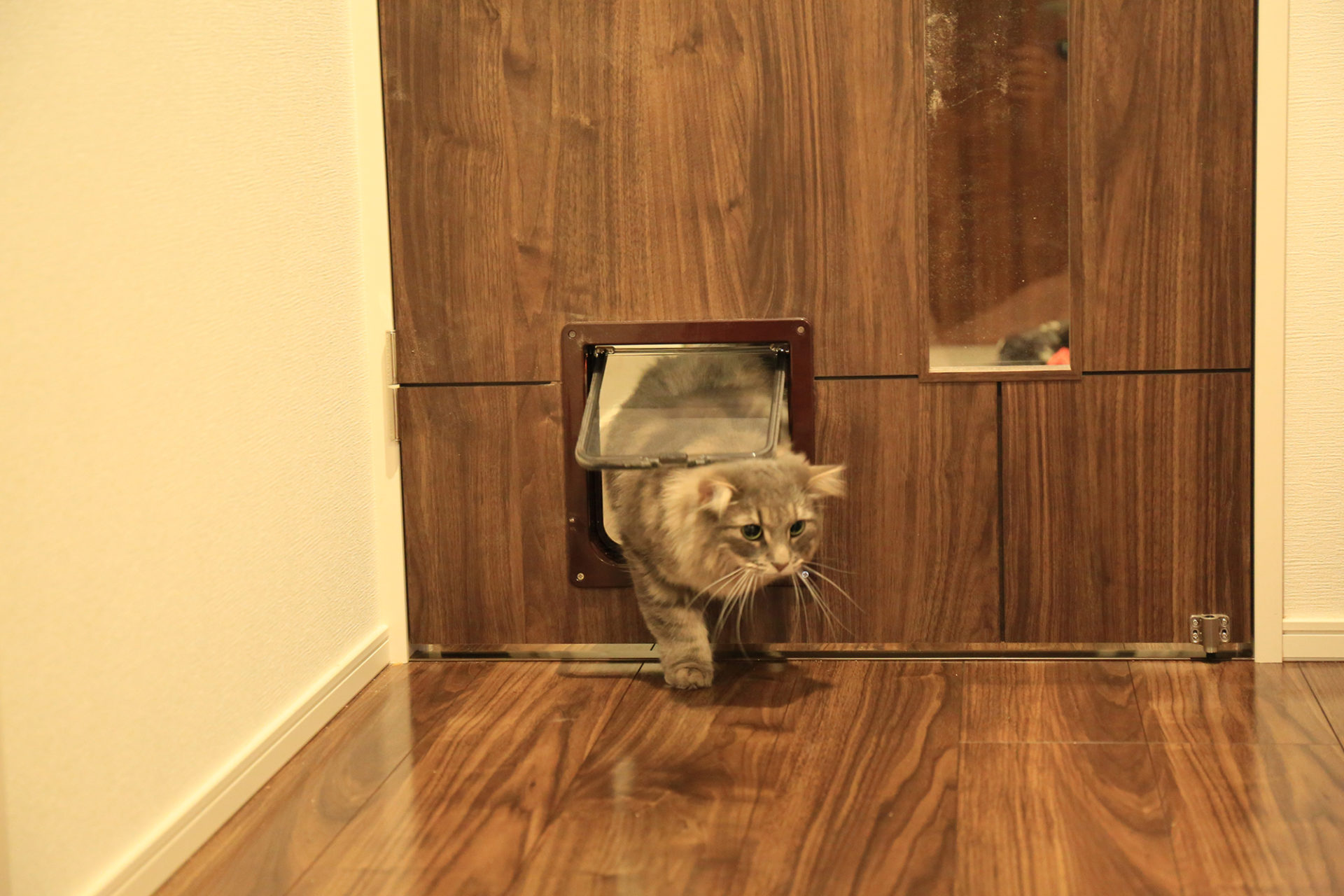 猫ドア自作 意外と簡単 Motto