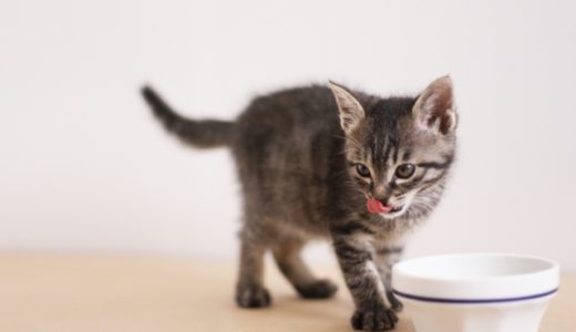 大切な家族の猫の健康に　美味しく飲める水飲み皿・給水機を口コミ！